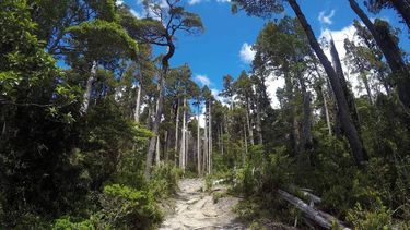 Incendio descontrolado consume alerces en Argentina de parque declarado Patrimonio Unesco