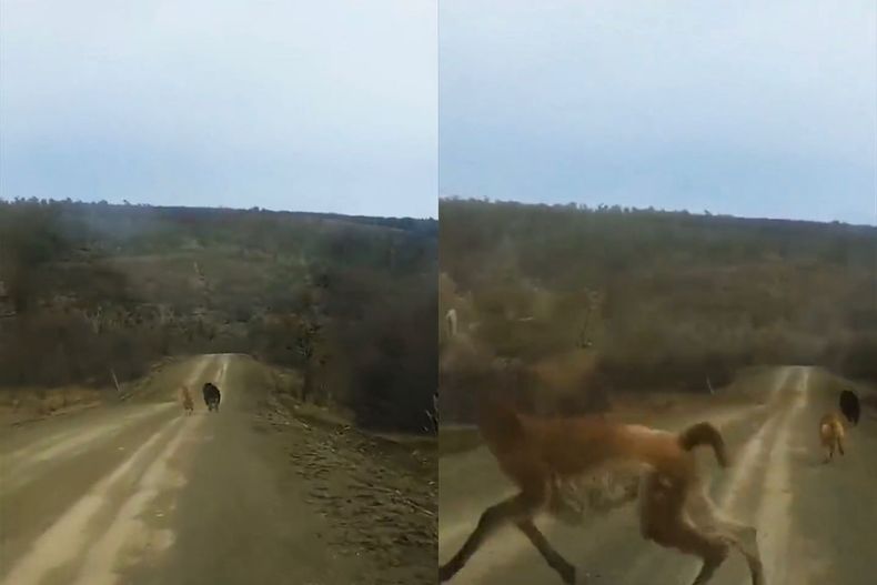 video perros asilvestrados atacan a guanaco hacen llamado a tenencia responsable.jpeg