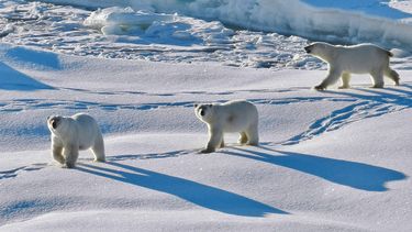 El Desconcierto | Greenland_Andreas Preusser_Polar bears in Greenland which has largely escaped human pressures 1200x642 1.jpg