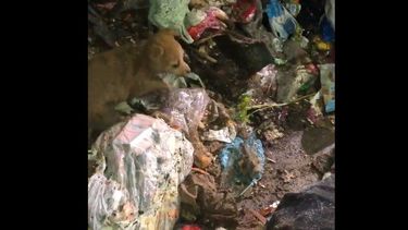 VIDEO| Hoy nos ganamos el cielo en mi laburo: La historia de los trabajadores que rescataron un cachorro de un camión de basura