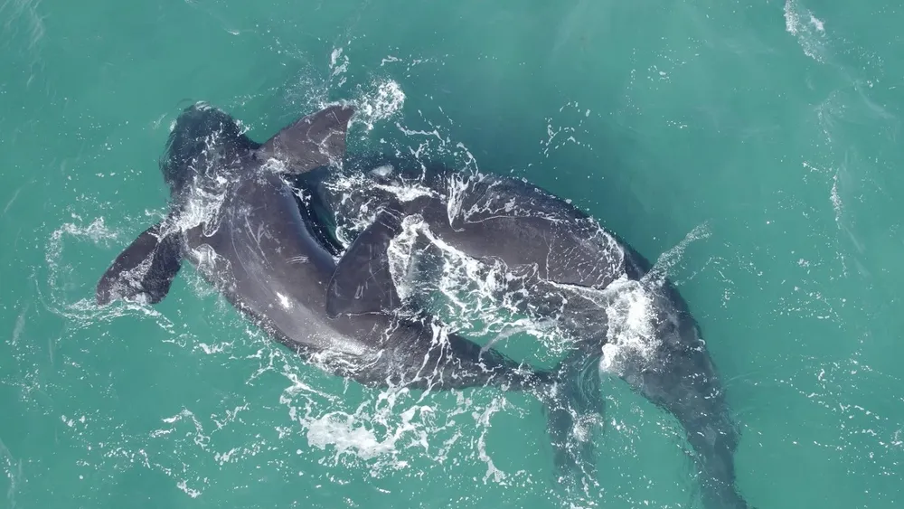 Impulso de Argentina para exportar gas licuado amenaza a las ballenas de la Patagonia