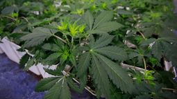 El negocio de la cannabis continúa su batalla con la ley en Nueva York