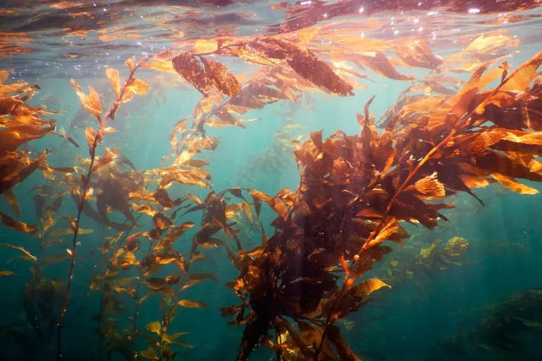 31008 diseno sin titulo 2026 03 10t151057.webp