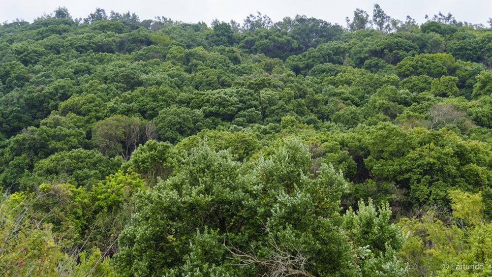 Mercado mundial de carbono: El polémico avance de la COP 29 ante la falta de financiamiento
