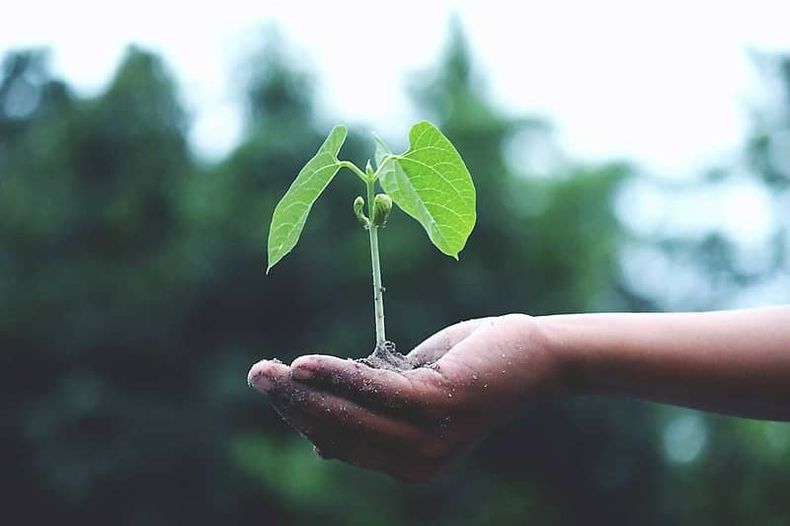brote planta.jpeg