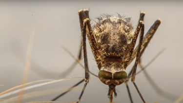 Muertes por dengue ascienden a 280 en Argentina: Sólo la última semana hubo 42 decesos
