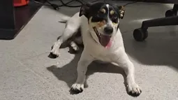 Una Alerta Metro distinta: Empresa busca a los dueños de este tierno perrito perdido