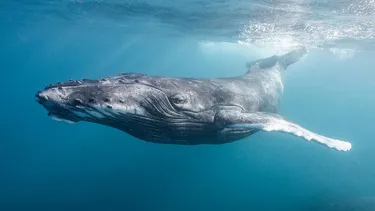 El Desconcierto | 22925 alex westover greenpeace.webp