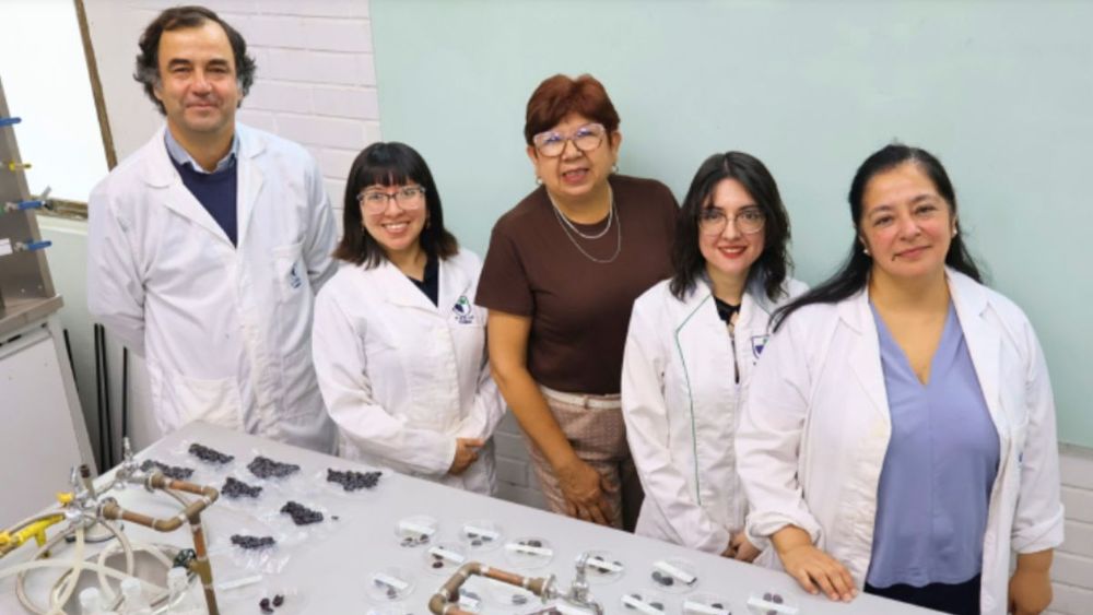 El proyecto que va a crear snacks saludables con descartes de aceitunas del Valle de Azapa mediante iniciativa Corfo