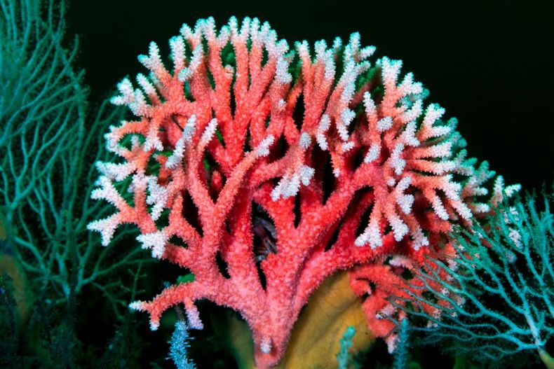coral patagonico e1718297239966.jpg