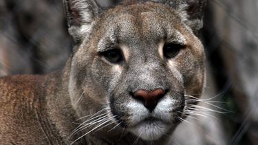 SAG interpuso denuncia por caza ilegal y muerte de puma en cuesta Las Chilcas