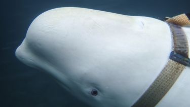 Encuentran ballena con arnés en la costa de Noruega: Expertos aseguran que es una espía rusa
