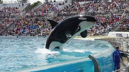 No más cautiverio: Muere Tilikum, la orca más famosa del mundo tras 25 años confinada en SeaWorld