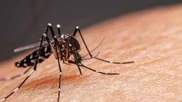 Epidemióloga: Dengue en Chile es importado y predomina en Santiago, Valparaíso y Tarapacá