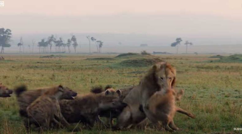 leones.jpeg