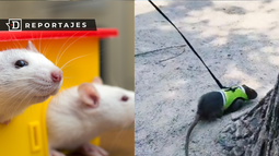 Ratas domésticas como mascotas: Tendencia animalista que se toma plazas y veterinarias