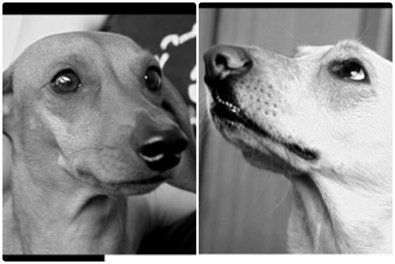 perritas.jpg