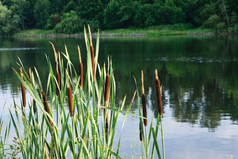 Rizomas, brotes, polen y espigas pueden consumirse según la estación. La especie puede crecer en humedales, capturar carbono y purificar cuerpos de agua.