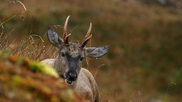SBAP: avanza proyecto que crea el Servicio de Biodiversidad y Áreas Protegidas