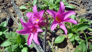 Estudio confirma nuevo género de plantas nativas: Es endémico de Chile y tiene una sola especie