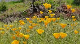 Hermosas pero dañinas: Las flores que adornan cerros de Santiago en primavera pero son consideradas plaga por la ciencia