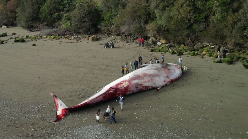 Ballena azul 1.jpg