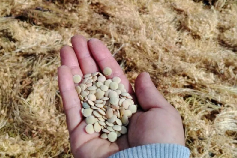 campesinos agroecologicos revolucionan cultivo de legumbres con tienda que vende 1 tonelada.png