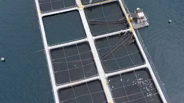 Industria salmonera en la patagonia / Agencia Uno