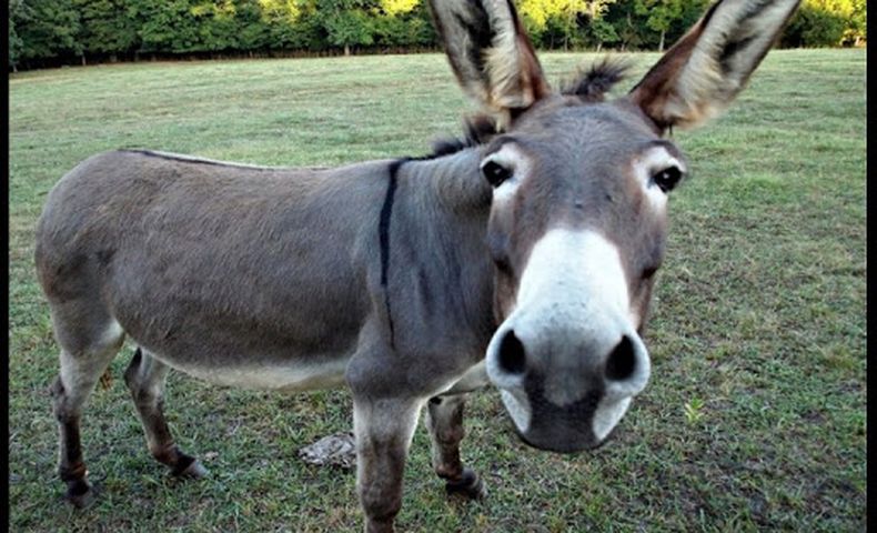 burro 4.jpg