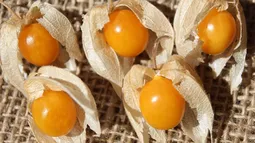 Golden berry: la fruta andina que reduciría la inflamación intestinal según estudio de científicos chilenos