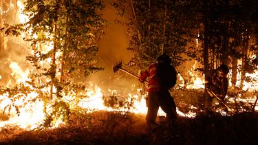 Mega incendios: Piden al Gobierno de Boric acabar con actual modelo forestal