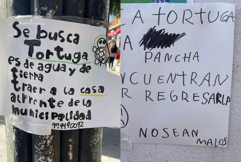11851 tortuga pancha.webp