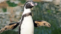 Pingüino de Humboldt. Pingüino de Humboldt.