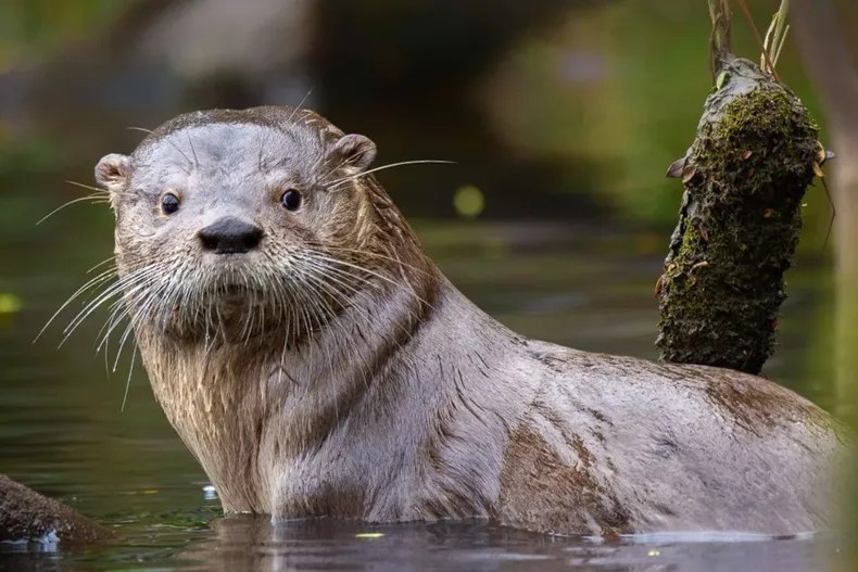 27785 diseno sin titulo 38.webp