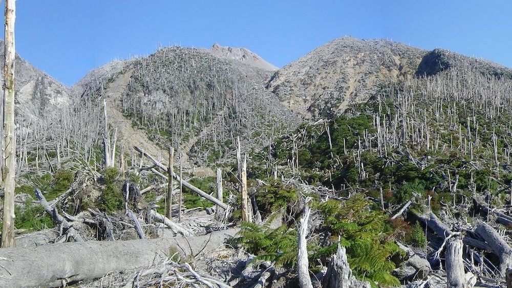Chile: La sorprendente recuperación del bosque destruido tras la erupción del volcán Chaitén en 2008 | ENTREVISTA