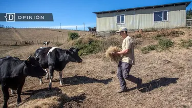 El Desconcierto | 22941 campesino alimentando a unas vacas.webp
