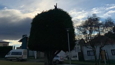 HUMOR| Elecciones 2021: Bajénse del árbol