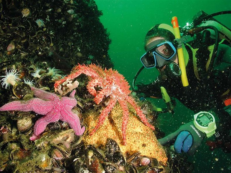 estrella de mar_994b62b1_800x600.jpeg