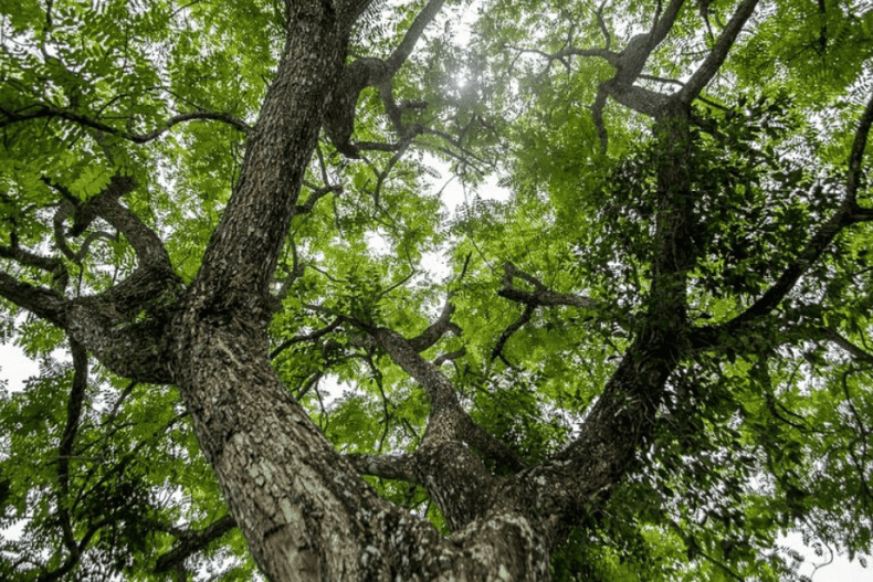 2053 arboles metano 1.png