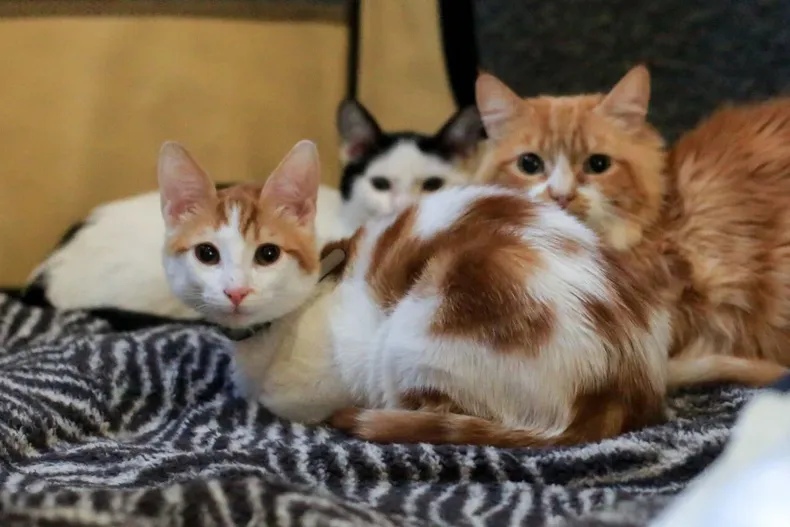 17298 diseno sin titulo 31 1.webp