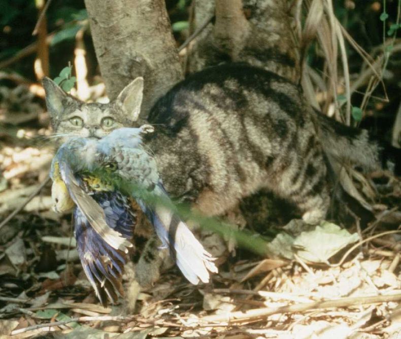 Gato cazando pajaro.jpg