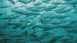 Seguridad y soberanía alimentaria, pilares para una nueva Ley de Pesca