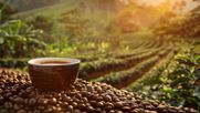 Existen certificaciones del café como Rainforest Alliance y Fairtrade. Chile, sin cultivo propio, apuesta por tueste ecológico, comercio justo y circularidad.