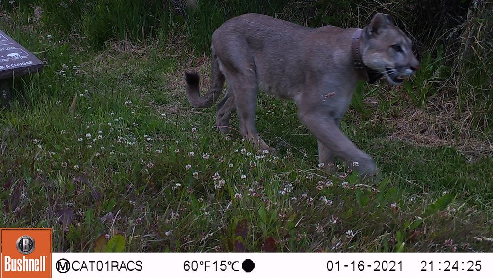 VIDEO | Parque Nacional Patagonia: Monitorean con cámaras trampa la interacción de pumas en áreas de uso público