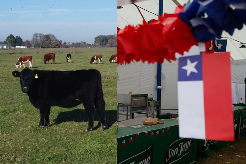 la ruta de la fonda vegana disfruta de las fiestas patrias sin sufrimiento animal en 5 regiones.png