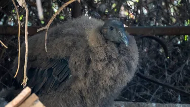 Parque Zoológico de Quilpué anuncia el nacimiento de una cría de cóndor