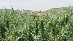 El académico Francisco Tapia detalla los beneficios agronómicos de la avena cultivada bajo sistemas regenerativos, como el efecto limpiador del suelo.